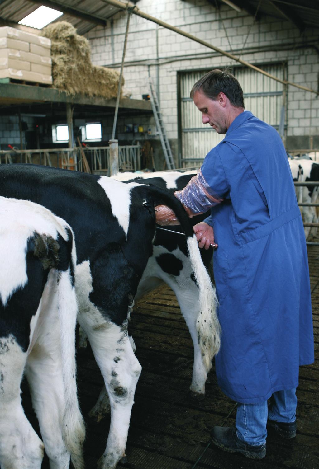 Opdracht 6 Vruchtbaarheid jongvee De eerste melk komt na het eerste kalf. Maar hoe zorg je ervoor dat een koe haar eerste kalf krijgt? Dit is soms nog een hele klus.