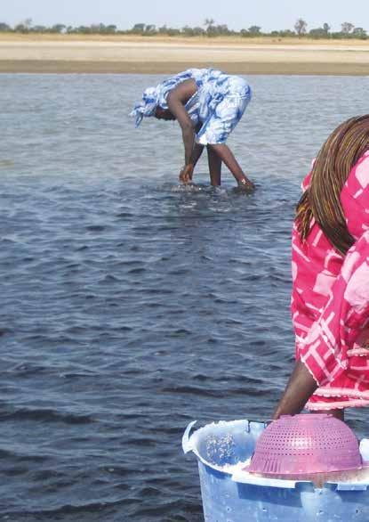 26 Ondernemers voor Ondernemers Ondernemende vrouwen in Senegal Vrouwen kunnen meer De regio Fatick is één van de armste van Senegal door verzilting en het droger wordende klimaat.