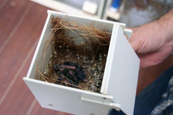 Onder het genot van dit heerlijke bakje koffie vertelde Ger dat hij het vogelvirus van zijn vader heeft gekregen. In 1988 tot en met 1994 verzorgde Ger regelmatig de vogels van zijn vader.