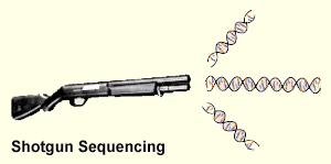 Whole Genome Sequencing 37 RAC