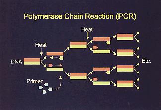 Polymerase