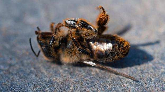 "De verpleegstersbijen spelen een zeer belangrijke rol in de kolonie door de juiste honing selectief te verdelen aan de bijen waardoor niet alleen hun eigen gezondheid gunstig beïnvloed wordt, maar