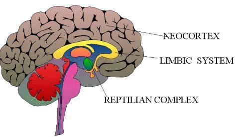 (Limbisch systeem - zoogdierenbrein) Intelligentie (Neocortex meest