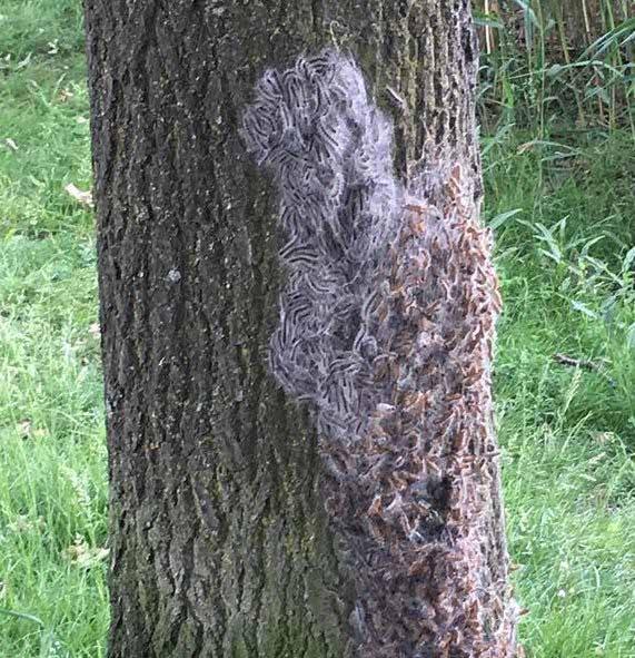 Op golfbanen met veel eikenbomen zijn de greenkeepers dan ook druk met het bestrijden van deze plaag.