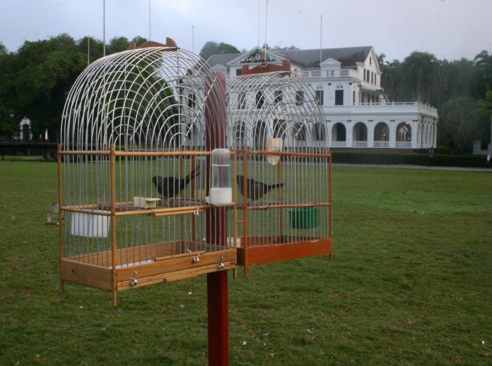 Door de typische architectuur van de stad heeft Paramaribo de bijnaam: Wooden City of the Caribbean. Vandaag gaan we Paramaribo verkennen. We beginnen met een bezoek aan de bloemenmarkt.