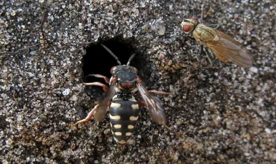 De vrouwtjes graven nestgangen in steile wandjes, bijvoorbeeld langs zandpaden door de heide. Meestal nestelt ze solitair, maar soms ook in groepen (Peeters 2012).