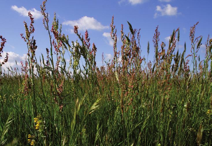 het natuurbeleid 2 Botanische waarden ontwikkelen zich op termijn van decennia en zijn gebaat bij continuering van het natuurgerichte beheer.