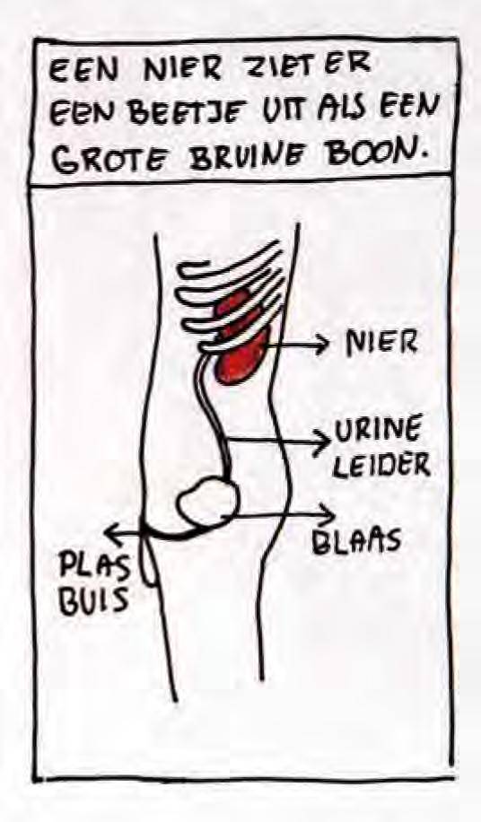 . Een kind kan geboren worden met NS, maar meestal ontstaat de aandoening pas later. Soms komt NS voor bij een andere ziekte of syndroom waaraan uw kind lijdt.