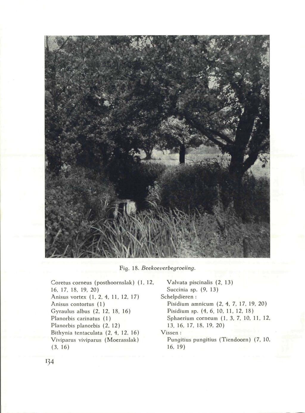 Fig. 18. Beekoeverbegroeiing. Coretus corneus (posthoornslak) (1, 12, Valvata piscinalis (2, 13) 16, 17, 18, 19, 20) Succinia sp.