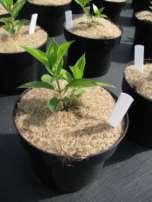 2 Materiaal en methoden 2.1 Proefopzet 2.1.1 Plan van aanpak Begin mei is Hydrangea paniculata opgepot in een C2 plantcontainer.