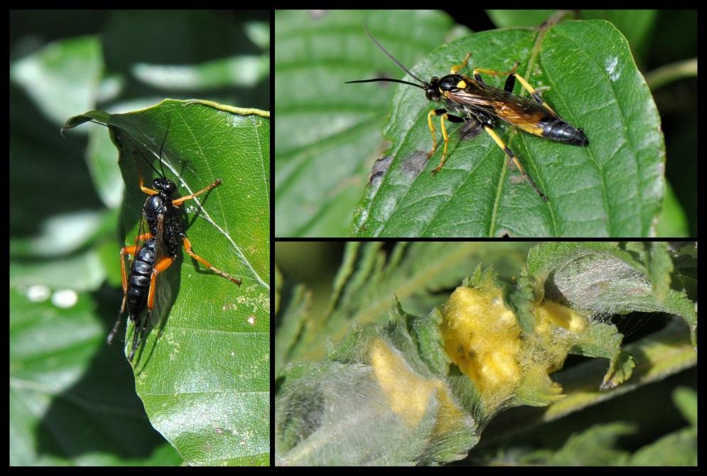 Ook de sluipwespen zijn weer actief. De ichneumon stramentor (rechtsboven) kwam ik vorig jaar ook al een paar keer tegen. Hij behoort tot de familie van de gewone sluipwespen.