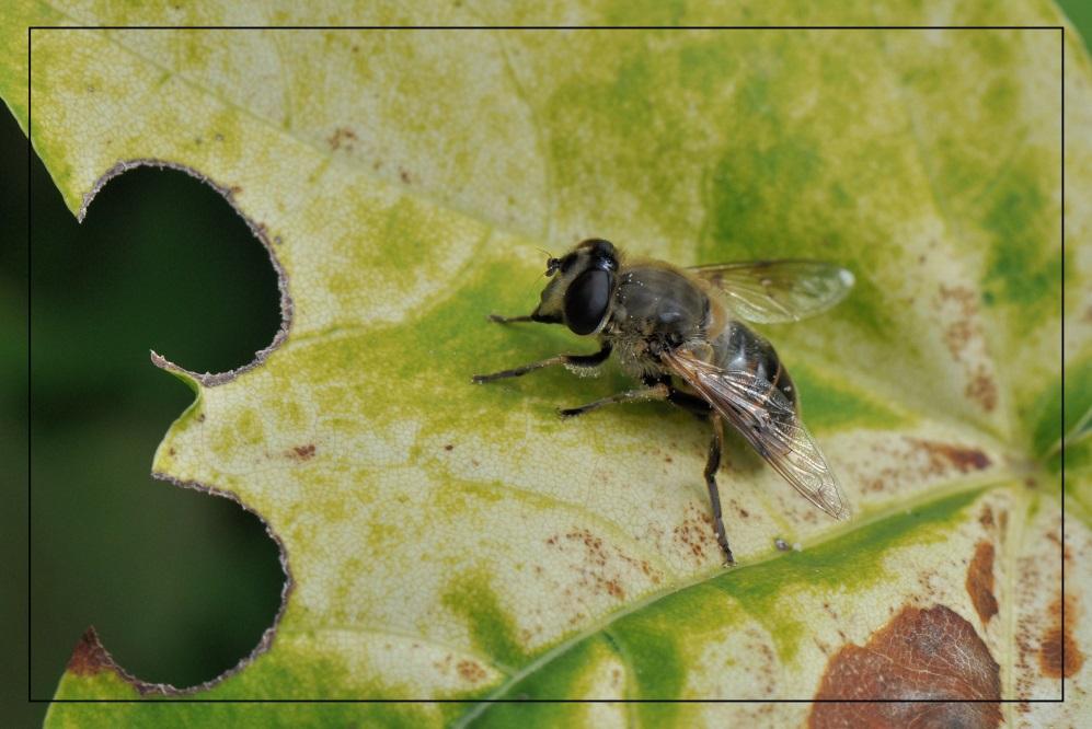 antennes). De gewone sluipwespen leggen hun eitjes in de larven of poppen van andere insecten. De larven eten hun gastheer van binnenuit op.