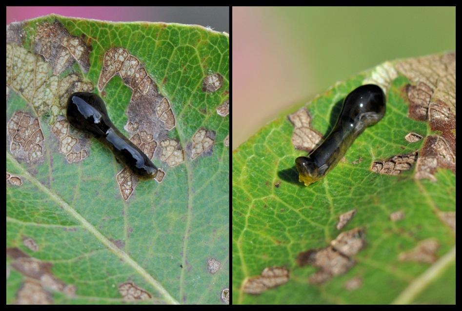 Dit is een larve van een bladwesp en waarschijnlijk van een kersenbladwesp. Van heel veel bladwespen leven de volwassen dieren maar kort en ze zijn tamelijk onbekend.