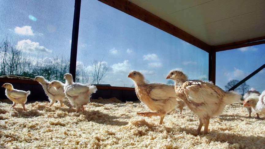 Duurzame kip krijgt vleugels Duurzaamheid is de toekomst voor de veehouderij.