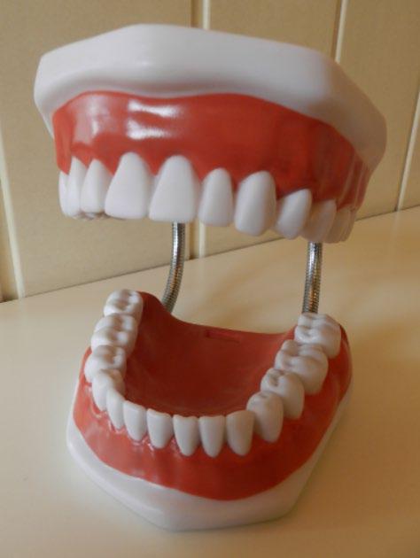 De tand bestaat uit een kroon, die je in de mond kan zien, en de wortel die zich in het kaakbeen vasthecht. Deze kies heeft twee wortels.