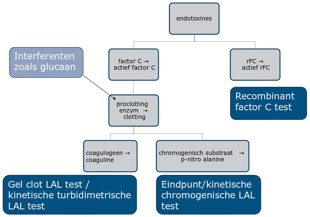 Figuur 3: Verkort schematisch overzicht van de LAL-cascade, die leidt tot verschillende bio-assays om het endotoxinegehalte te bepalen in een staal [3].