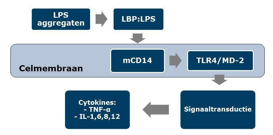 Figuur 4: De activatie van macrofagen door LPS [4].