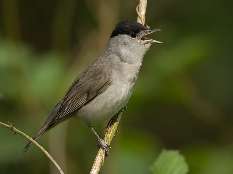 JAARVERSLAG 2017 VERSLAG VOGEL RINGONDERZOEK OP SBB-TERREIN MARSWÂL IN DE GEMEENTE DE FRYSKE MARREN Foto Mark Gottenbos. Hebben zwartkoppen hun overwintergebied verplaatst naar Engeland?