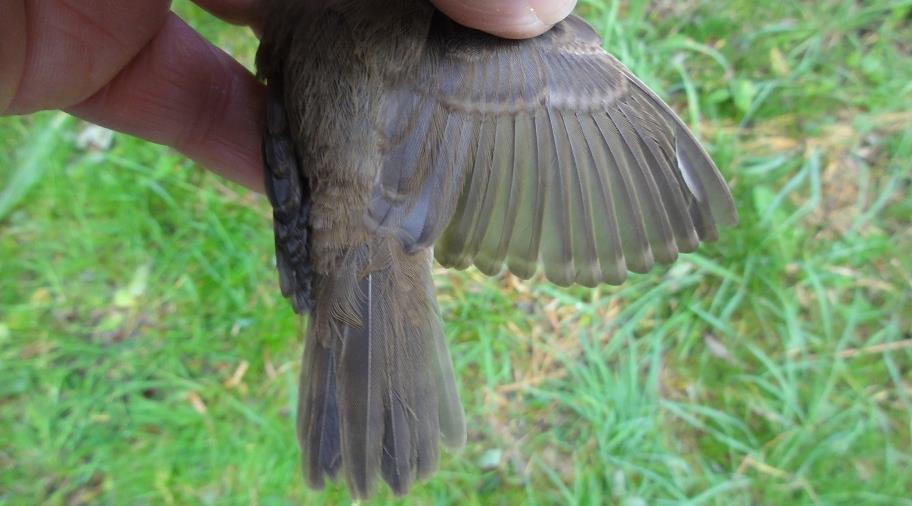 De lichte banden vormden bij openen van de vleugel een streep. Dit jaar waren er opvallend veel kleine karekieten met groeibanden in de staart aan het Tjeukemeer.
