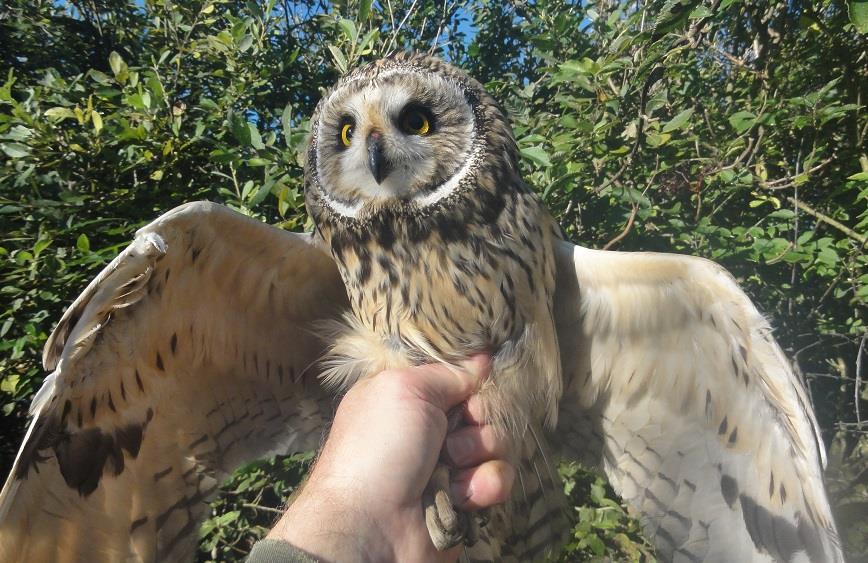 Foto Jan de Jong, Joure 23-09-2017.De velduil werd in de onderste baan van het net C5 gevangen op de ringplek Rohel Tjeukemeer.