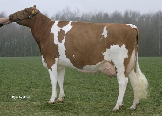 LUSTRUM dochter: Dame (3 de kalfsfoto) RED IMPULSE aaa 234 (Classic x Lightning) Nieuwkomer Red Impulse is een stier die een mooie plas