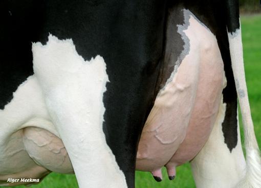 RAMSES aaa 642153 (Ramos x Cash) Ramses is een compensatie stier voor koeien die de productie niet aankunnen, hij vererft negatief melk met positieve gehaltes.