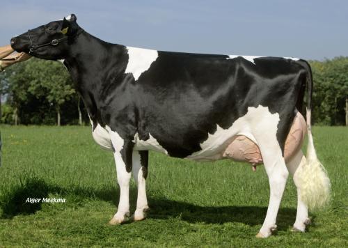 RAMSES Het broek LUCRATIVE RF aaa 615243 (Lightning rf x Ronald) Lucrative rf stempelt. Zo kan hij in één generatie een best kruis in de koe brengen.