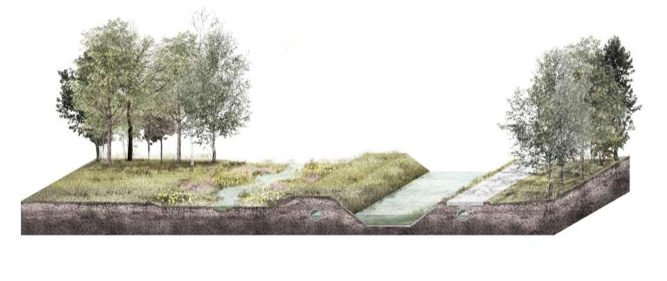 Strategie 1: de ecologische beek - moerasbeek Duidelijk herkenbare beekloop, flauwe oevers worden beekmoeras Naast beek natte graslanden met perceelsrandbegroeing Beheer: