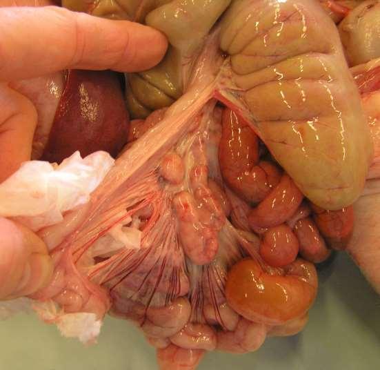 Anatomie colon caecum