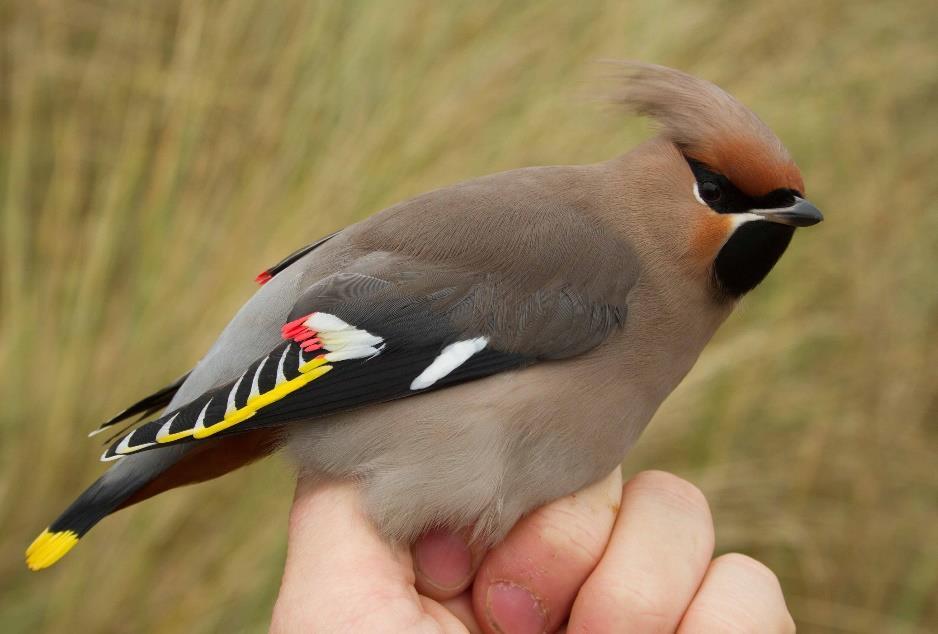 Groepsfoto Kroonboszanger (Paul Ruiters): vele toegesnelde vogelaars bewonderen de Kroonboszanger na de terugvangst op 22 oktober. November Dit jaar was er weer een invasie van Pestvogels.