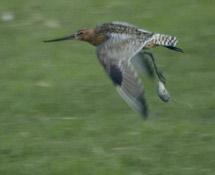 Wat doet hij: zet steeds streepjes bij wat hij doet: Zet een kruisje bij wat de vogel doet: Bewegen: lopen staan/zitten vliegen