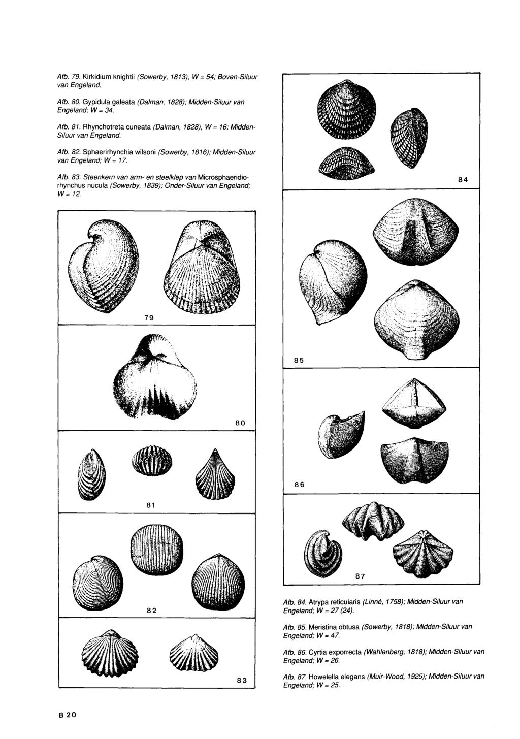 Afb. 79. Kirkidium knightii (Sowerby, 1813), W = 54; Boven-Siluur van Afb. 80. Gypidula galeata (Dalman, 1828); Midden-Siluur van Engeland; W=34. Afb. 81.