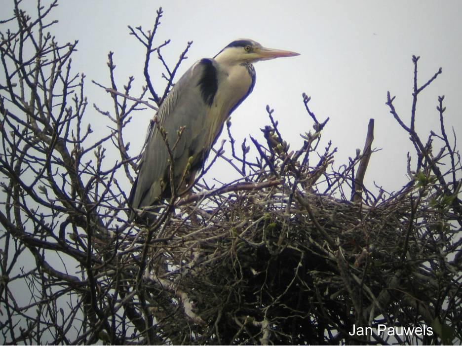 De nieuwe broedvogels Blauwe Reiger Ardea cinerea Tot voor enkele jaren zagen we regelmatig vissende Blauwe Reigers aan waterrijke gebieden in onze regio, zonder dat er sprake was van broedgevallen.