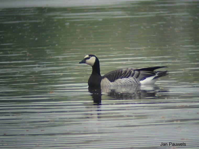 Tabel 3: Aantal broedparen van Canadese Gans en het maximum aantal aan de Kraenepoel. Jaar 97 98 99 00 01 02 03 04 05 06 brg. Kraenepoel 4 4 7 3 15 4 3 11 9 9 max. ex.