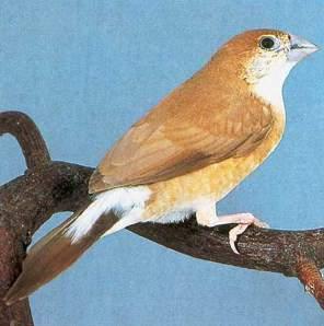 Loodbekje (Euodice malabarica) Een slechts 11 cm grote prachtvink uit India en Ceylon. Hij is daar een vogel van een open veld, oevers, tuinen en dorpjes. Broedt meestal in lage struiken.