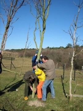 Westenschouwen Onderhoud Het seizoen begint altijd met een onderhoudsdag in het voorjaar. Op 16 februari werd de traditionele "bomendag" of onderhoudsdag georganiseerd.