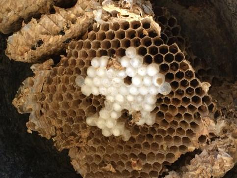 De foto rechtsboven laat bv een half dichtgemetselde opening zien. Het werk van een boomklever! Het mannetje maakt het nest geschikt voor z n vrouwtje!