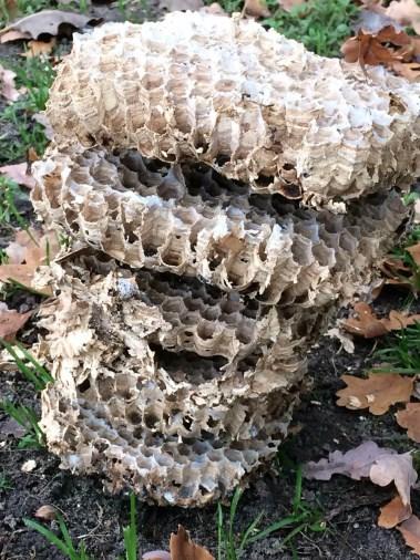 Danig gehavende nestkasten zijn dit jaar niet aangetroffen. Nieuw was wel een aantal door hoornaars gekraakte nestkasten. Dit blijkt vaker voor te komen.