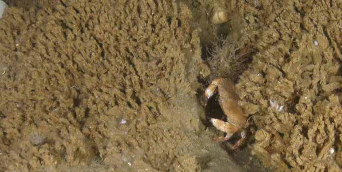 Bijzondere ontdekking: Zandkokerwormriffen bij Bruine Bank DISCLOSE deed samen met OCEANA een bijzondere ontdekking, namelijk zandkokerwormriffen op de Bruine bank.