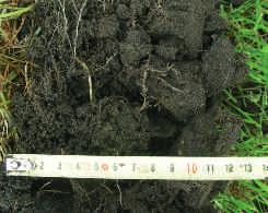 Daarnaast voorziet beworteling het bodemleven en de bodem van organische stof waardoor de bodemkwaliteit wordt onderhouden en verder ontwikkeld voor een betere gewasproductie.