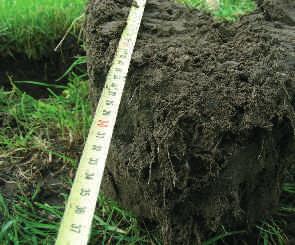 In de praktijk loopt dit bedrijf er vaak tegen aan dat aardbeien die op gehuurd land van veehouders geteeld worden slecht willen wortelen.