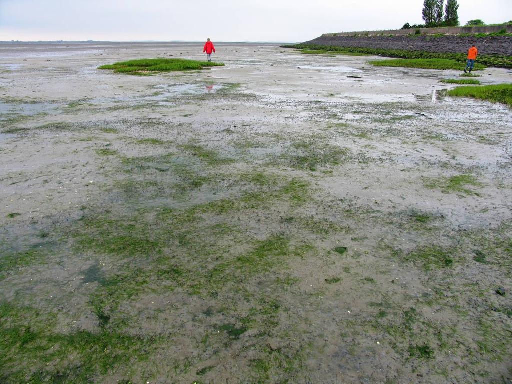 Foto 1: De natuurlijke zeegraspopulatie van Viane West is qua oppervlakte flink geslonken Krabbenkreek Noord De noordelijke natuurlijke zeegraspopulatie van Krabbenkreek Noord doet het aanzienlijk