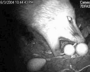 Heterdaadje van een vos die een ei pakt vastgelegd met een camera. ontstaat in de toewijzingen.