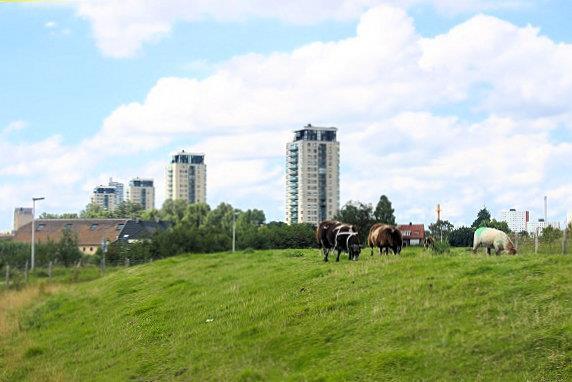 De flats aan de Maasboulevard Spijkenisse was in de jaren vijftig van de vorige eeuw nog een landelijk dorp met ongeveer 3.500 inwoners.