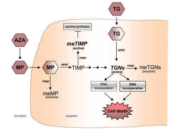 Figuur 9. Werking van thiopurines in de behandeling van leukemie. Azathioprine (AZA) is de voorloper van mercaptopurine (MP).