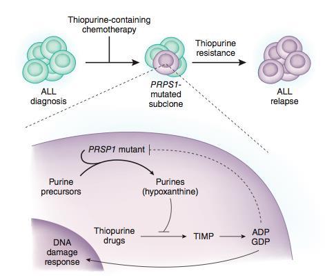 Figuur 10. De rol van PRPS1 mutaties in de pathogenese van herval. Bij de behandeling van ALL met combinatieschema s van chemo (waaronder thiopurines) kunnen PRPS1 mutaties verworven worden.