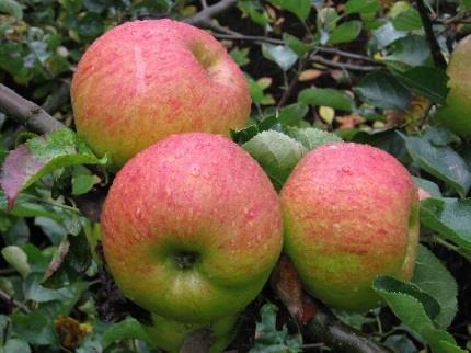 Hier kunnen de kinderen van Schapendel na schooltijd opgevangen worden en gezellig komen spelen. Voor vragen, spreek ons gerust aan, of bel met kantoor 071 36 40 090. Groetjes, juf Susan en juf Anita.