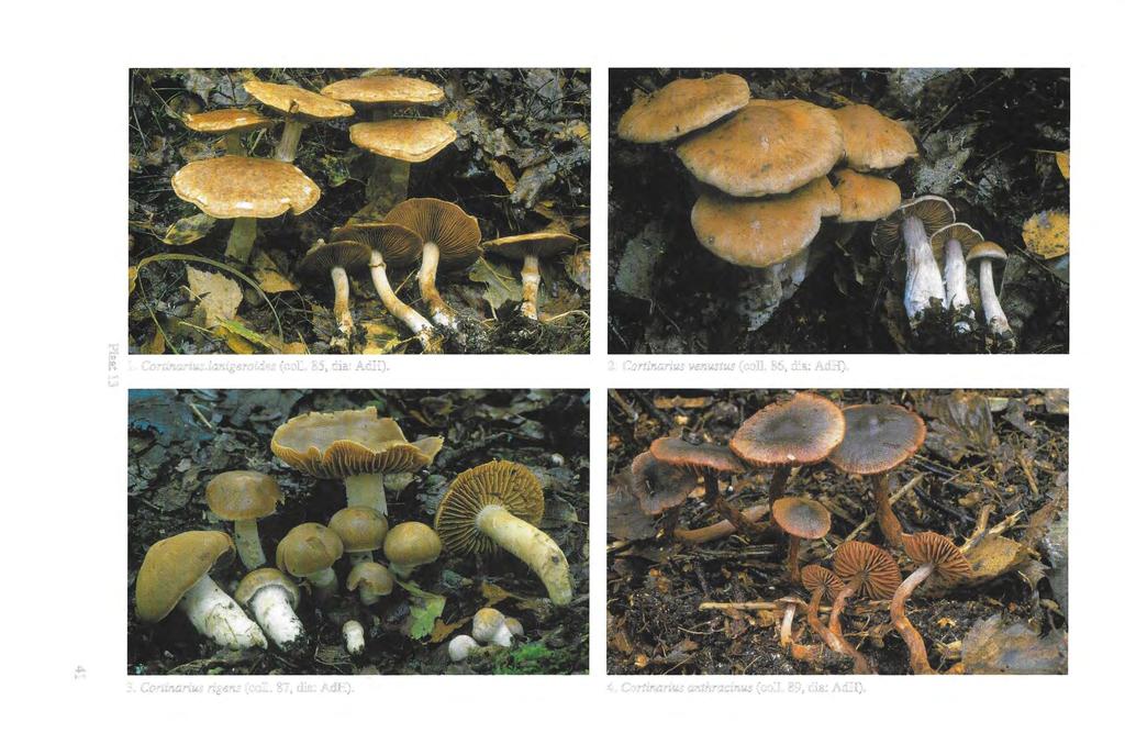 ""0 il) ~ 1. Cortinarius.lanigeroides (coll.