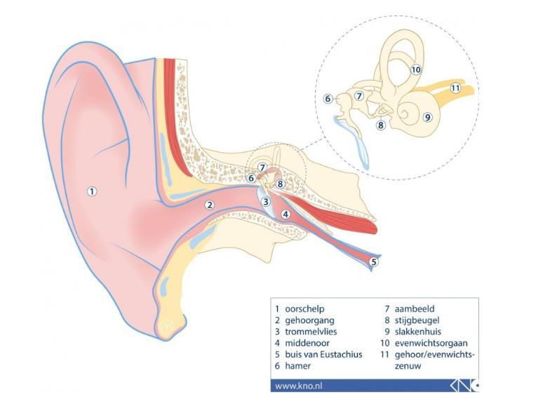 Hoe werkt het oor? Het oor bestaat uit: de uitwendige gehoorgang het trommelvlies met daarachter het middenoor. Hierin bevinden zich de 3 gehoorbeentjes.