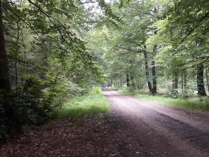 douglas, lariks, grove den en eik. Albert Jan Blijdenstein was de grondlegger van de Heidemaatschappij. Haagse Bos Ook het Haagse Bos is eigendom van Natuurmonumenten.